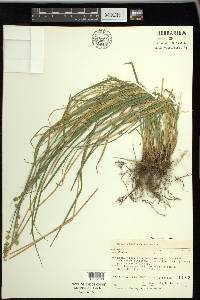 Carex convoluta image