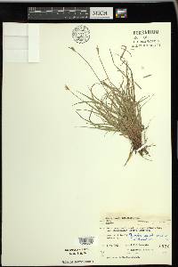 Carex peckii image