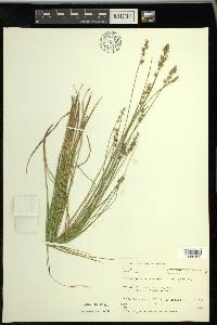 Carex echinata image