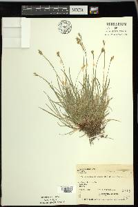 Carex peckii image