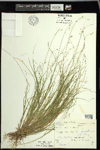 Carex trisperma image