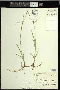 Carex houghtoniana image