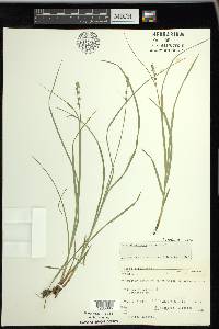 Carex convoluta image