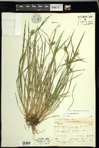 Carex conoidea image