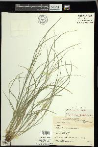 Carex convoluta image