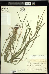 Carex grisea image