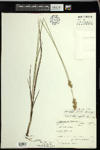 Carex merritt-fernaldii image