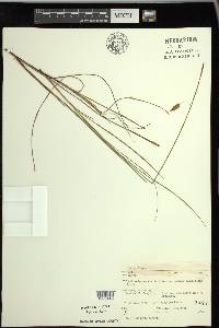 Carex limosa image