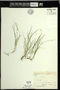 Carex disperma image