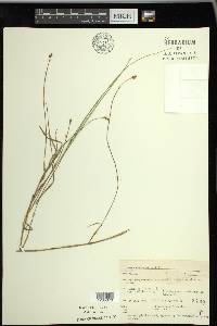 Carex chordorrhiza image