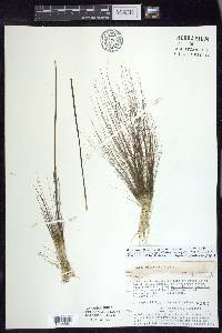 Juncus militaris image