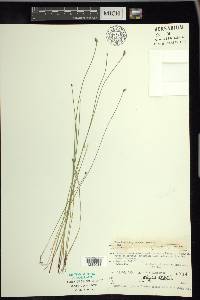 Eleocharis erythropoda image