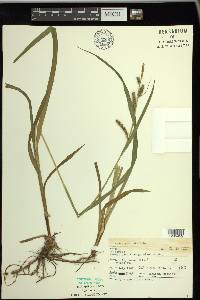 Carex scabrata image