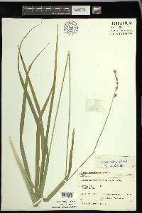 Carex sparganioides image