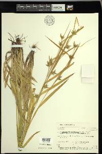 Carex folliculata image