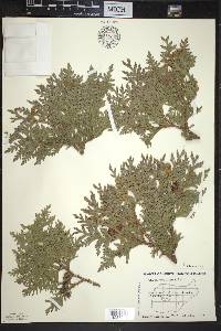 Thuja occidentalis image