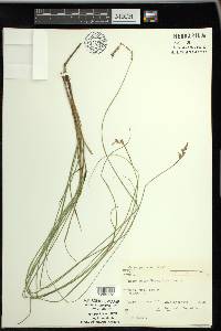 Carex prairea image