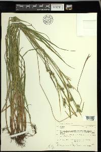 Carex pallescens image