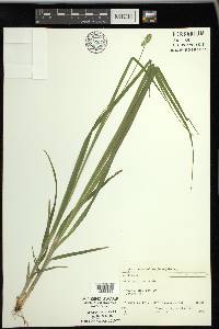 Carex cephaloidea image