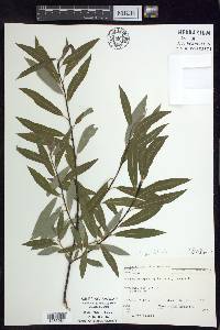 Salix petiolaris image