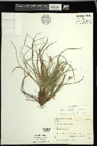 Carex tonsa image