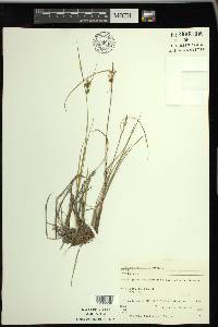 Carex viridula image