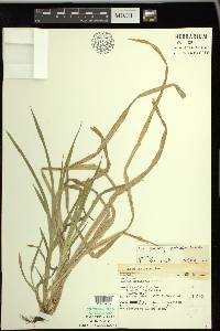 Carex scabrata image