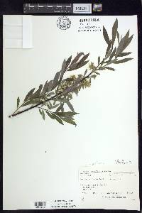 Salix petiolaris image