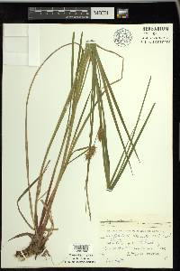 Carex vesicaria image