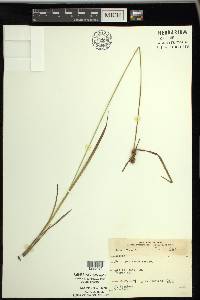 Carex flava image
