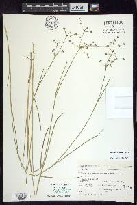 Juncus articulatus image