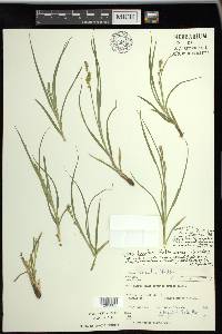 Carex divulsa image
