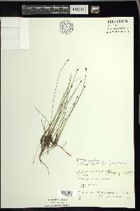 Eleocharis erythropoda image