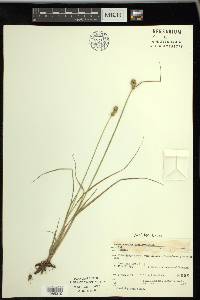 Carex cumulata image