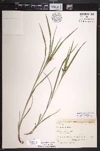 Carex intumescens var. intumescens image