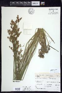 Juncus brevicaudatus image