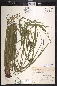 Carex intumescens var. intumescens image