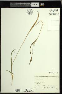 Carex leptonervia image