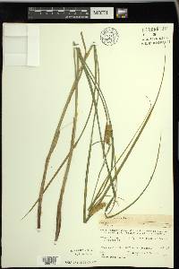 Carex vesicaria image