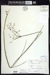 Juncus articulatus subsp. articulatus image