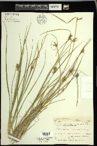 Carex viridula image