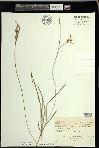 Carex pallescens image