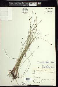 Eleocharis elliptica image