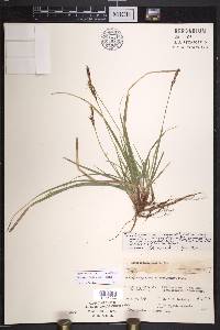 Carex lucorum image