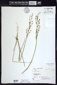 Juncus alpinoarticulatus image