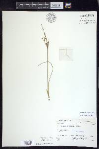 Juncus alpinoarticulatus image