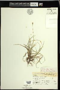 Carex peckii image