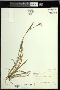 Carex leptonervia image