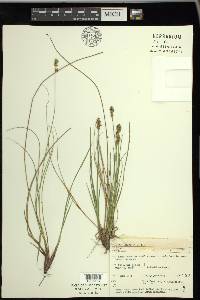 Carex sterilis image