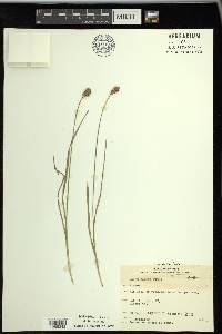 Carex bebbii image